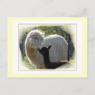 Cartão postal Alpaca Kisses