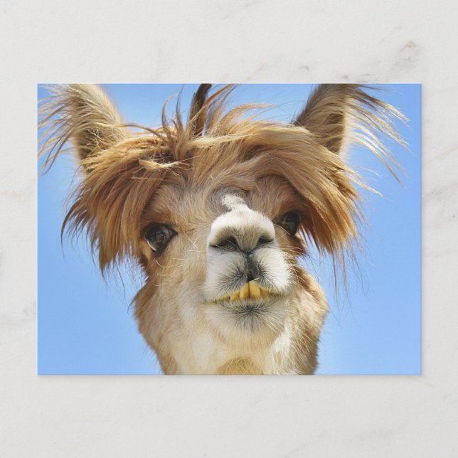 Cartão Postal Alpaca louca do cabelo (Frente)
