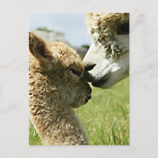 Cartão Postal Alpaca Love