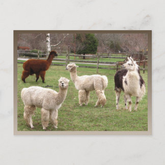 Cartão Postal Alpaca Melange Calendário ~ postal