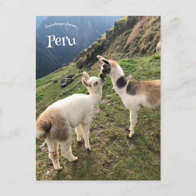 Cartão Postal Alpaca no Peru (Frente)