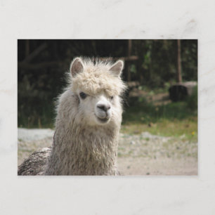 Cartão Postal Alpaca, Parque Llaviucu, Equador
