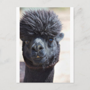 Cartão Postal Alpaca peruana com cabelo louco