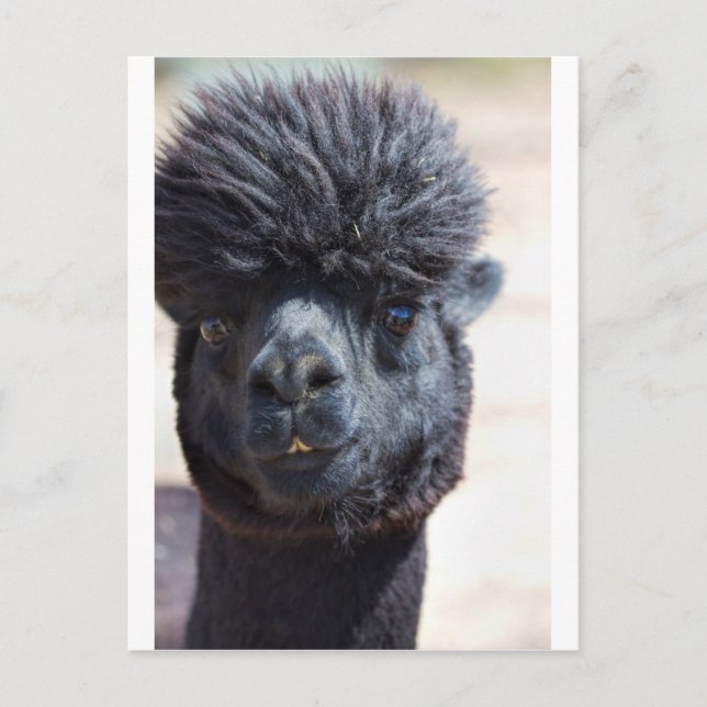 Cartão Postal Alpaca peruana com cabelo louco (Frente)
