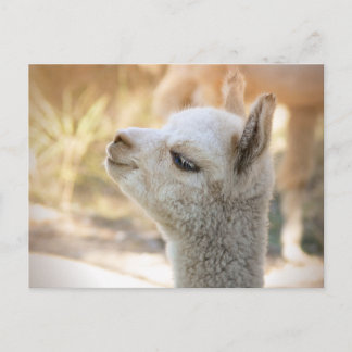 Cartão Postal Alpaca Postcard Celeste