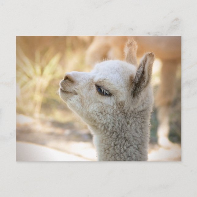 Cartão Postal Alpaca Postcard Celeste (Frente)