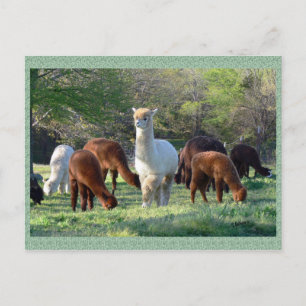 Cartão Postal Alpaca Sleigh Belle Postcard