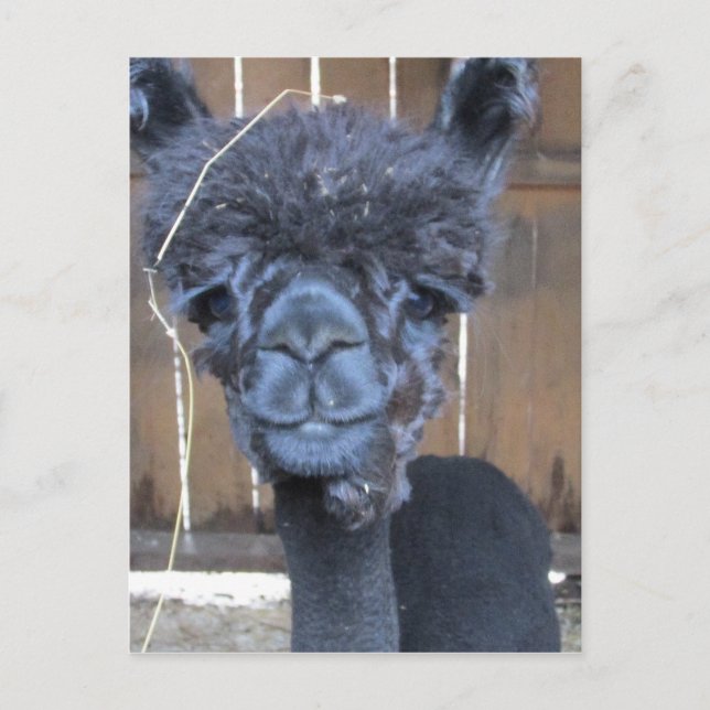 Cartão Postal Alpaca Triste (Frente)