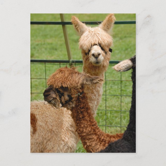Cartão Postal Alpacas (Frente)
