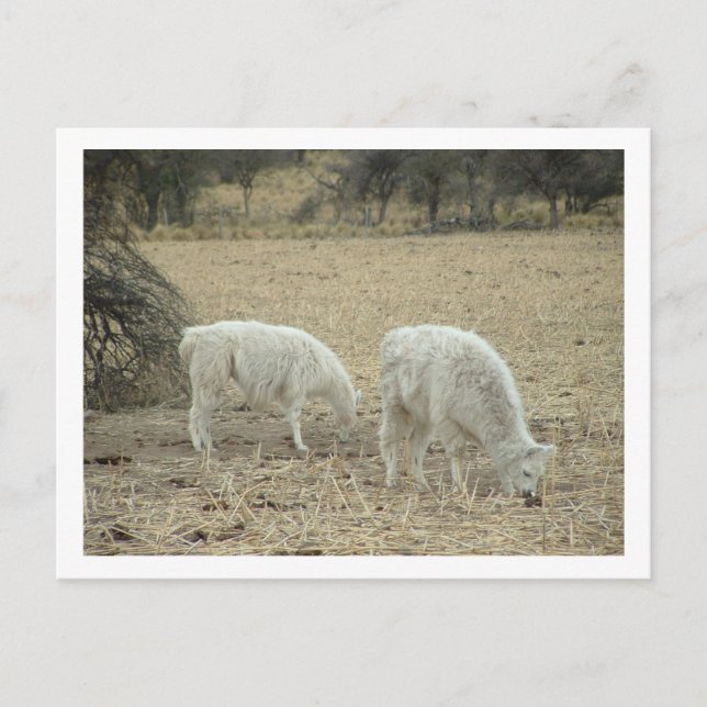 Cartão Postal alpacas (Frente)