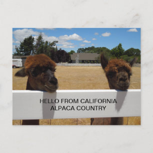 Cartão Postal Alpacas em Templeton, Califórnia