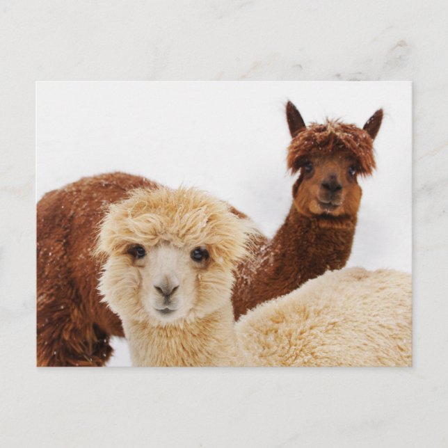 Cartão Postal Alpacas na Foto da Neve (Frente)
