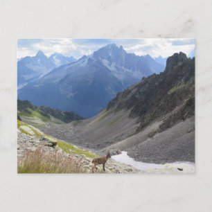 Cartão Postal Alpes Franceses Chamonix ibex