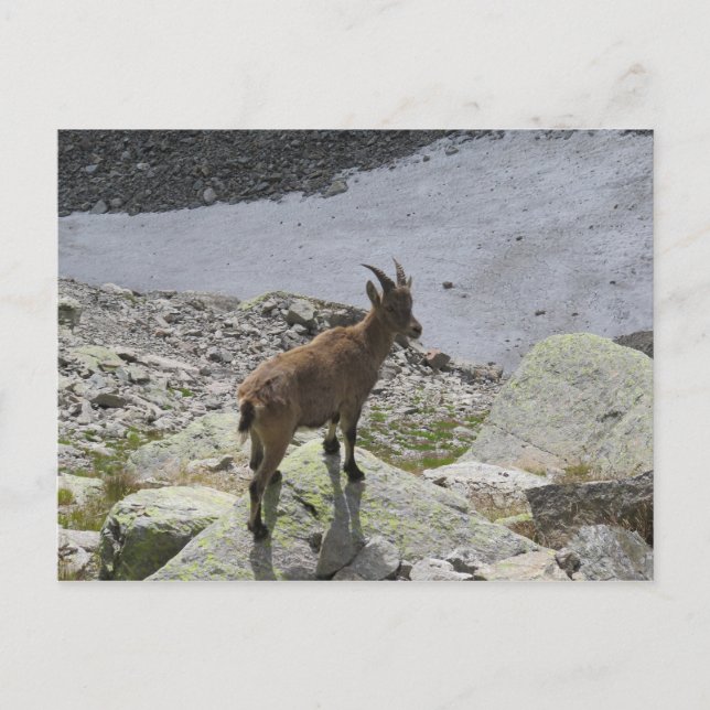 Cartão Postal Alpes Franceses Ibex Chamonix (Frente)