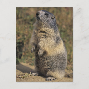 Cartão Postal Alpine Marmot, Marmota marmota, adult standing