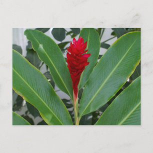Cartão Postal Alpinia Purpurata, México