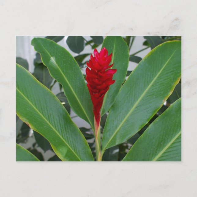 Cartão Postal Alpinia Purpurata, México (Frente)