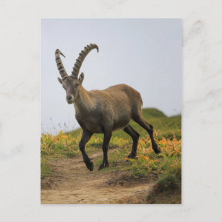 Cartão Postal Alpino selvagem, capra ibex ou steinbock