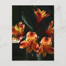 Cartão Postal alstroemère