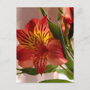 Cartão Postal Alstroemeria Autumn