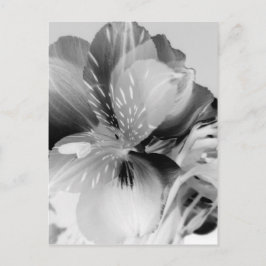 Cartão Postal Alstroemeria Flor Lily Peruana em Preto e Branco