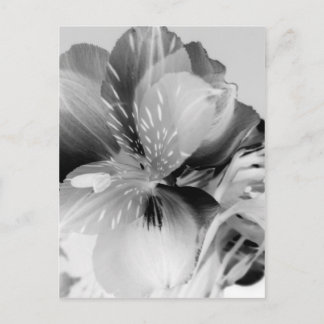 Cartão Postal Alstroemeria Flor Lily Peruana em Preto e Branco