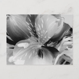 Cartão Postal Alstroemeria Flor Lily Peruana em Preto e Branco