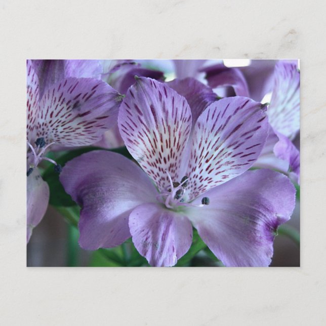 Cartão Postal Alstroemeria Lily (Frente)