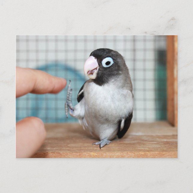 Cartão Postal Alto cinco! (Frente)