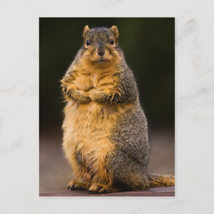 Cartão Postal Altura em Pé