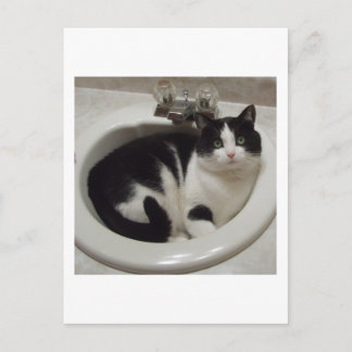 Cartão Postal Aluguel de amantes de gatos