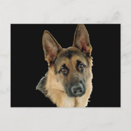 Cartão Postal Amado & protegido por um german shepherd