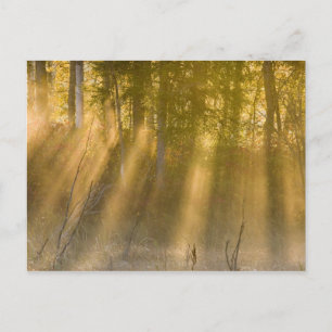 Cartão Postal Amanhecer Nebuloso em Tamarac NWR perto de Detroit
