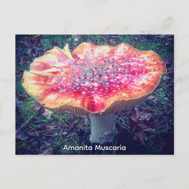 Cartão Postal Amanita Muscaria (Frente)