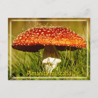 Cartão Postal Amanita muscaria
