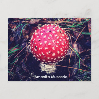 Cartão Postal Amanita Muscaria
