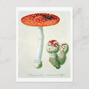 Cartão Postal Amanita Muscaria de 'Phytographie Medicale' por J