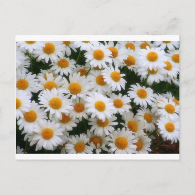 Cartão Postal Amantes de margarida IMG_0066 (Frente)