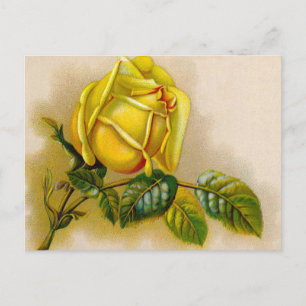 Cartão Postal Amarela Rosa Antiga Estampa Vintage Arte Fina