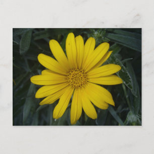 Cartão Postal amarelo brilhante