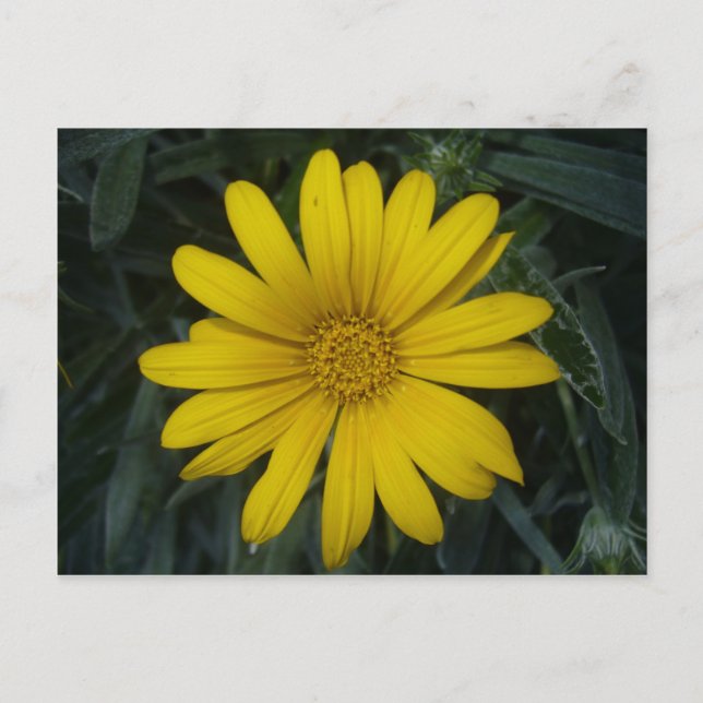 Cartão Postal amarelo brilhante (Frente)