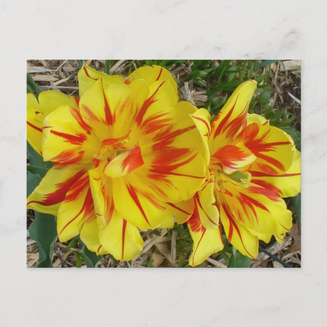 Cartão Postal Amarelo com Flor Vermelho Stripe (Frente)