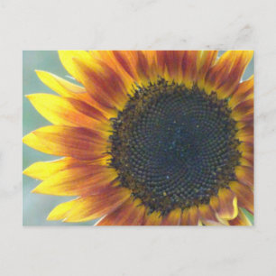 Cartão postal amarelo de girassol amarelo