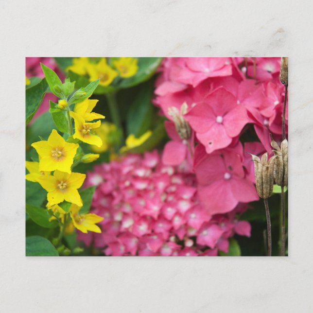 Cartão Postal Amarelo e Rosa (Frente)