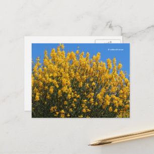 Cartão Postal Amarelo Falso Indigo Selvagem Indigo Horseflyweed