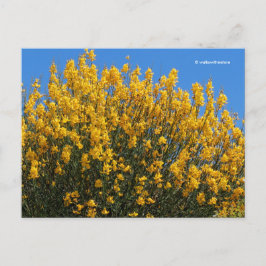 Cartão Postal Amarelo Falso Indigo Selvagem Indigo Horseflyweed