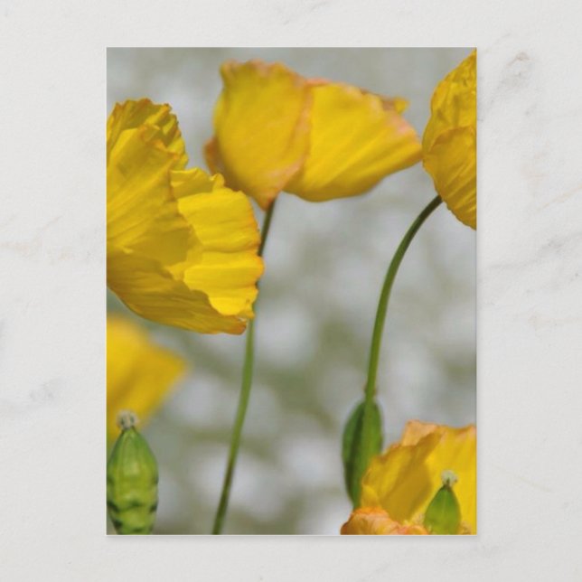 Cartão Postal Amarelo feliz (Frente)