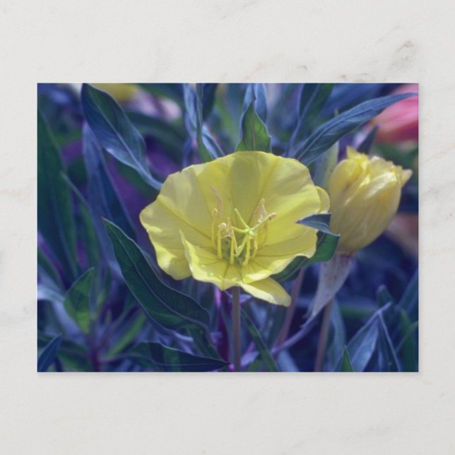 Cartão Postal amarelo Ozark Sundros (Oenothera Macrocarpa) (Frente)