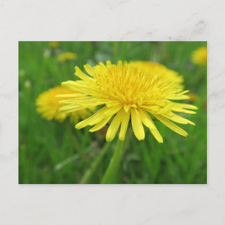 Cartão Postal amarelo, ranúnculo, planta, dente-de-leão, prado,