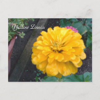 Cartão Postal Amarelo Zinnia